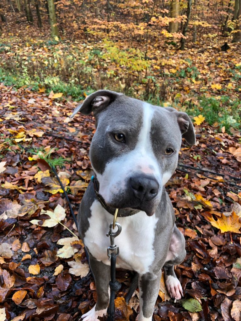 Amstaff best sale blueline kaufen